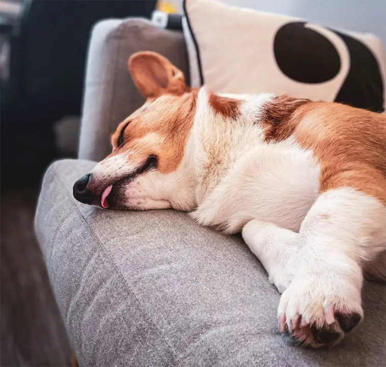 Så lär du din hund att varva ner på riktigt