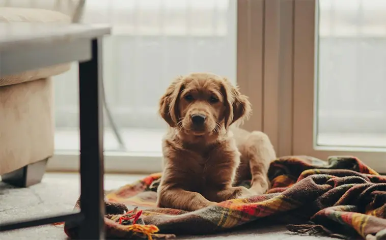 Så lär du din hund att varva ner på riktigt