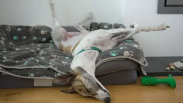 Så lär du din hund att varva ner på riktigt