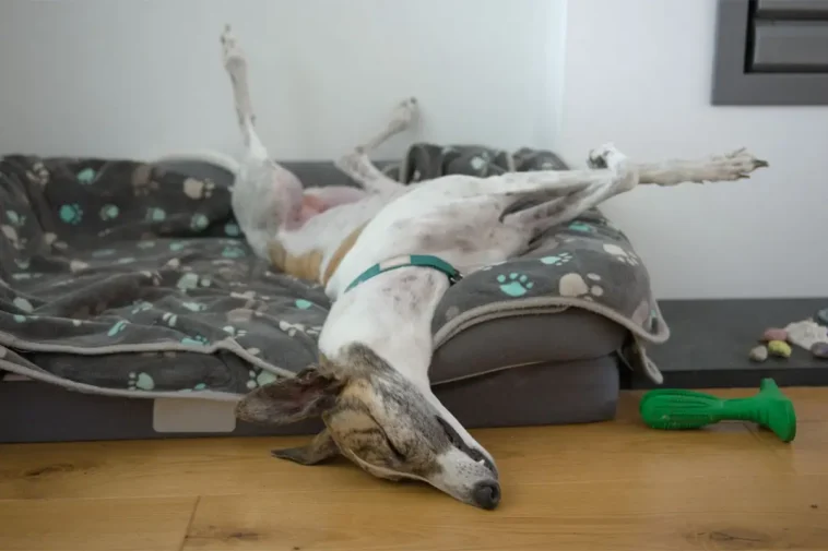Så lär du din hund att varva ner på riktigt