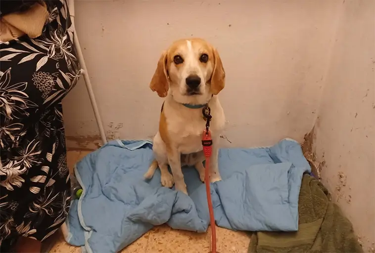 Hunden får inte följa med – skyddsrumsråd väcker oro