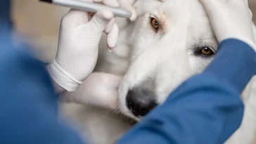 Forskning: Hundars demens visar likheter med människans Alzheimer