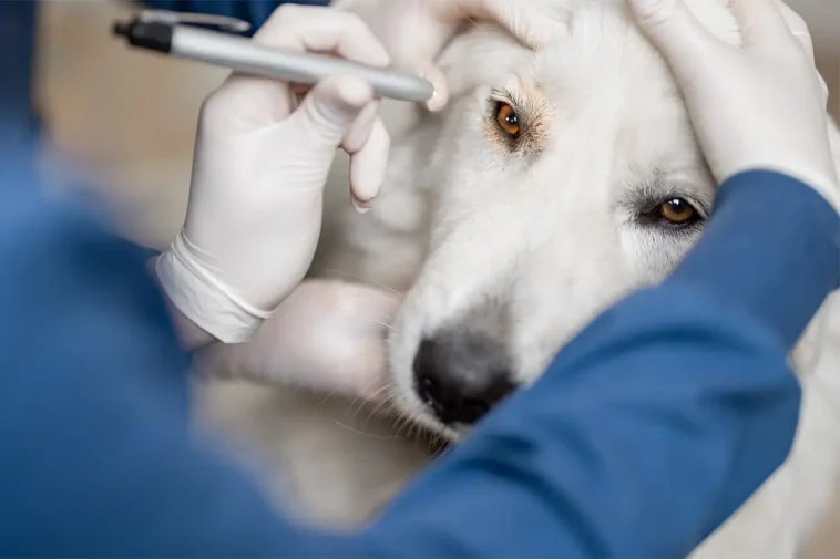 Forskning: Hundars demens visar likheter med människans Alzheimer