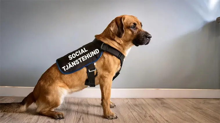 Hundteam ska hjälpa forskare förstå stödet till unga
