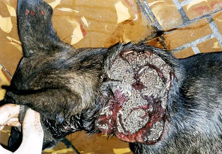 Köttätande fluglarver hittade i sår på hund i Arizona