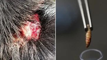 Köttätande fluglarver hittade i sår på hund i Arizona