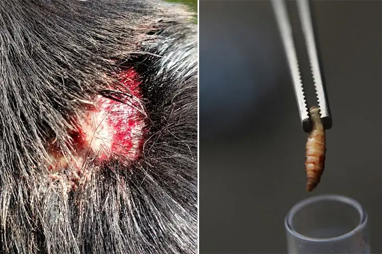 Köttätande fluglarver hittade i sår på hund i Arizona