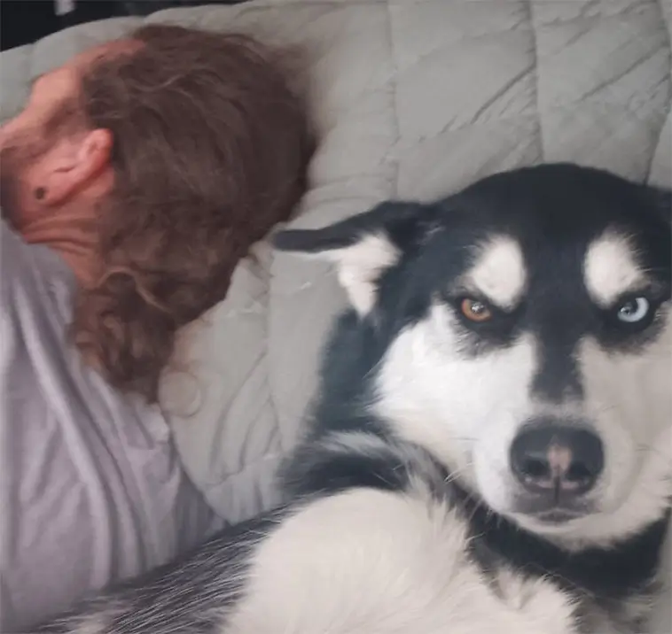 Hunden får skulden för dålig sömn – kanske är det du