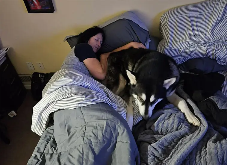 Hunden får skulden för dålig sömn – kanske är det du