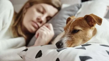 Hunden får skulden för dålig sömn – kanske är det du