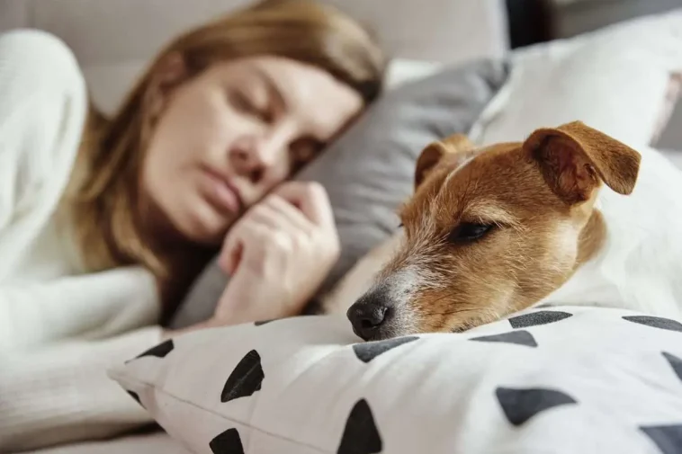 Hunden får skulden för dålig sömn – kanske är det du