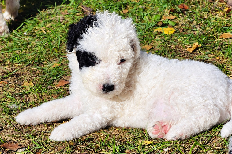 Spanska Vattenhund Velpan