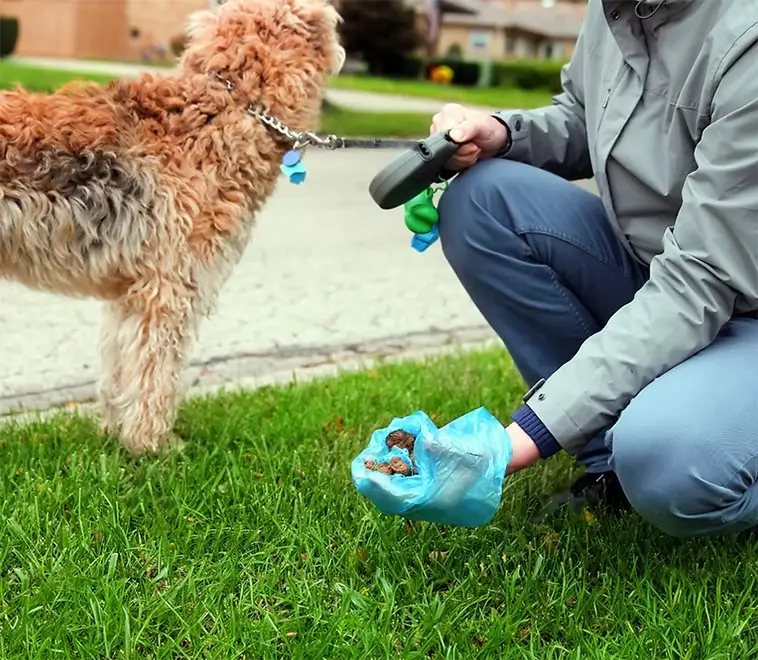 Vad tänker hunden när du plockar upp bajset?