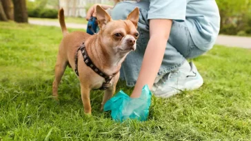 Vad tänker hunden när du plockar upp bajset?