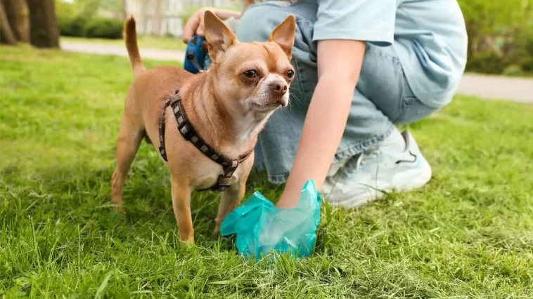 Vad tänker hunden när du plockar upp bajset?