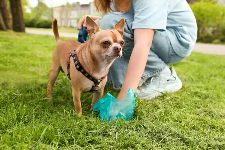 Vad tänker hunden när du plockar upp bajset?