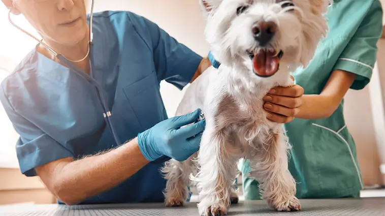 Veckan fråga: Har priset fått dig att avstå från veterinärvård?