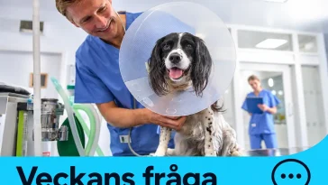 Veckan fråga: Har priset fått dig att avstå från veterinärvård?