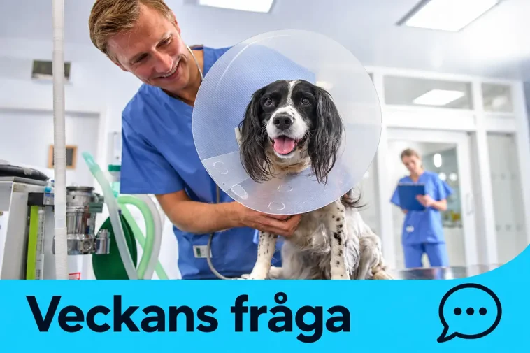 Veckan fråga: Har priset fått dig att avstå från veterinärvård?