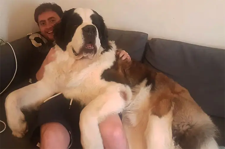Vet hunden sin egna storlek? Här är forskarnas svar