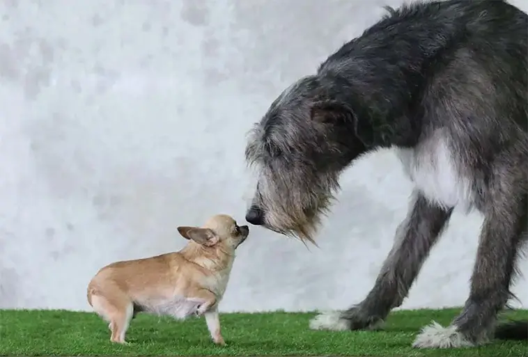 Vet hunden sin egna storlek? Här är forskarnas svar