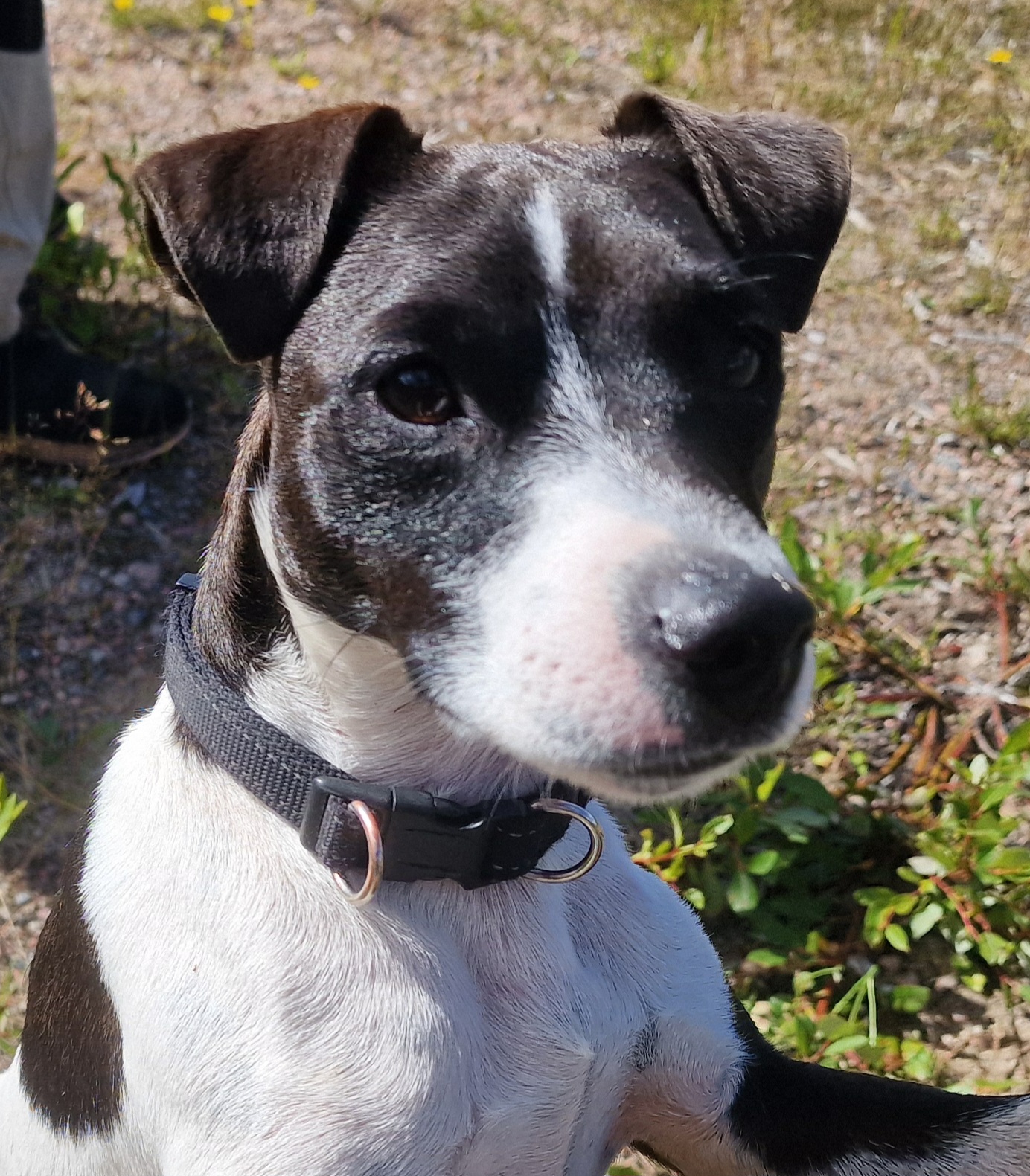Jack Russell