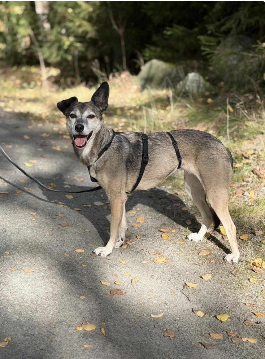 Maggie
