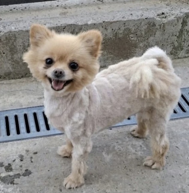 Vivi