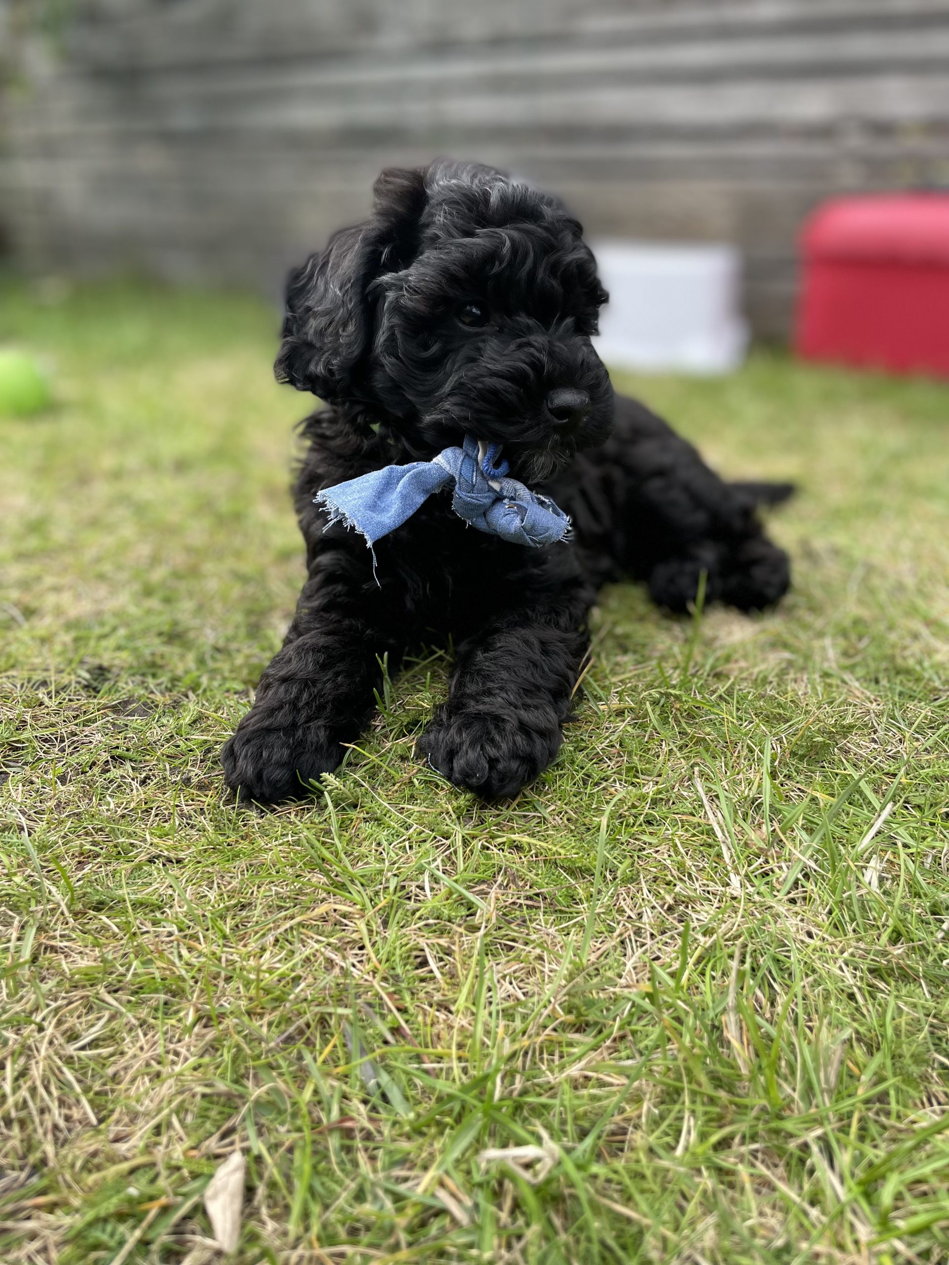Otis 8veckor